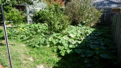 Pumpkin Patch: 17 Apr 2010