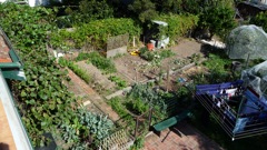 Vegetable garden: 17 Apr 2010